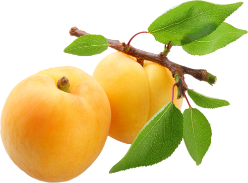 Apricot Fruit HD Image Free PNG Image