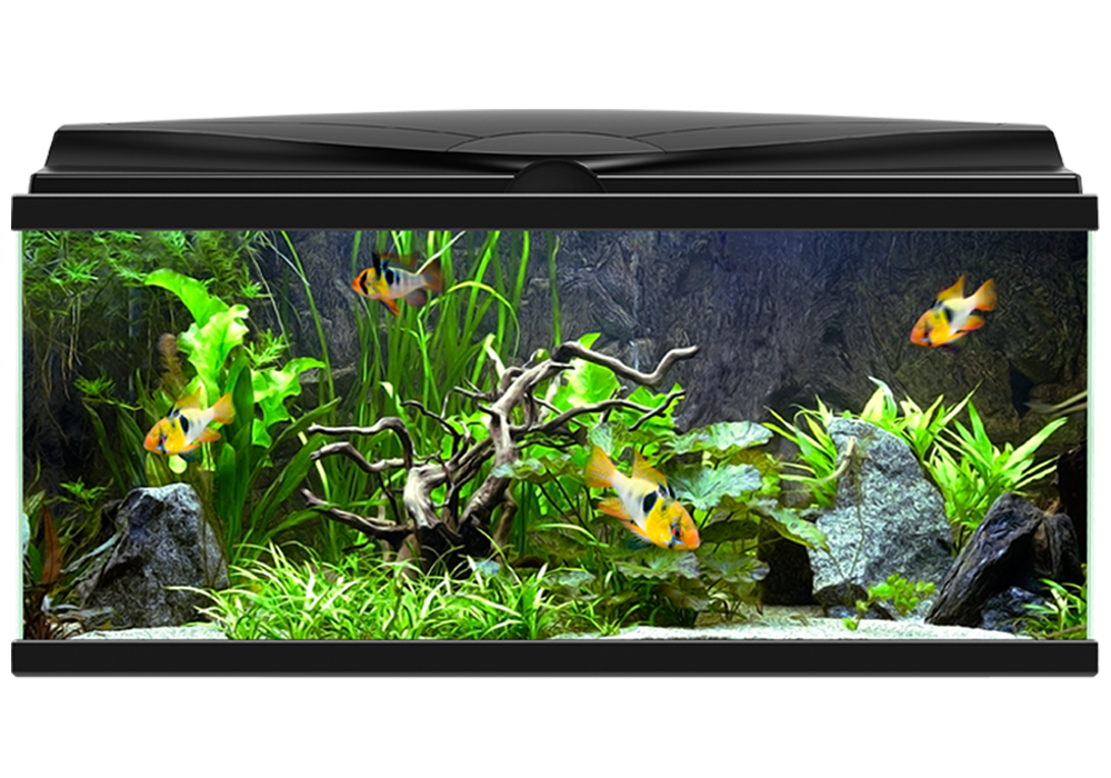 Fish Tank Aquarium PNG File HD PNG Image