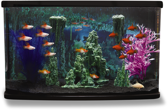 Photos Fish Tank Aquarium Free HQ Image PNG Image