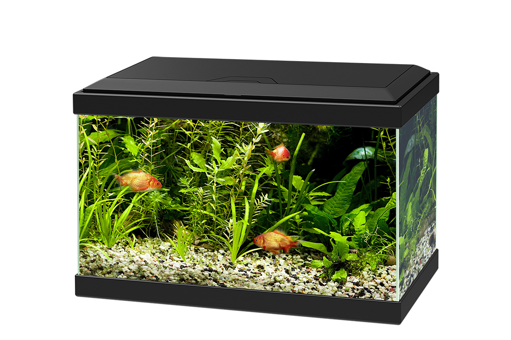 Glass Fish Pic Tank Aquarium PNG Image