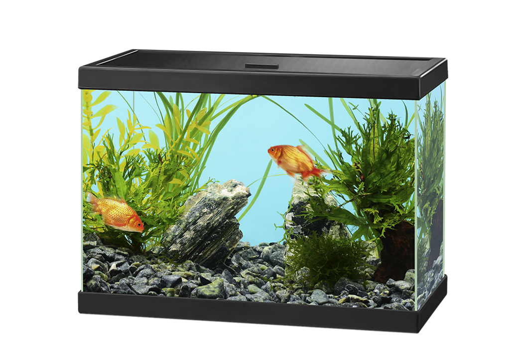 Fish Tank Aquarium Free PNG HQ PNG Image