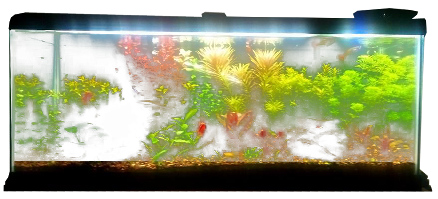 Fish Planted Tank Aquarium Free Clipart HD PNG Image