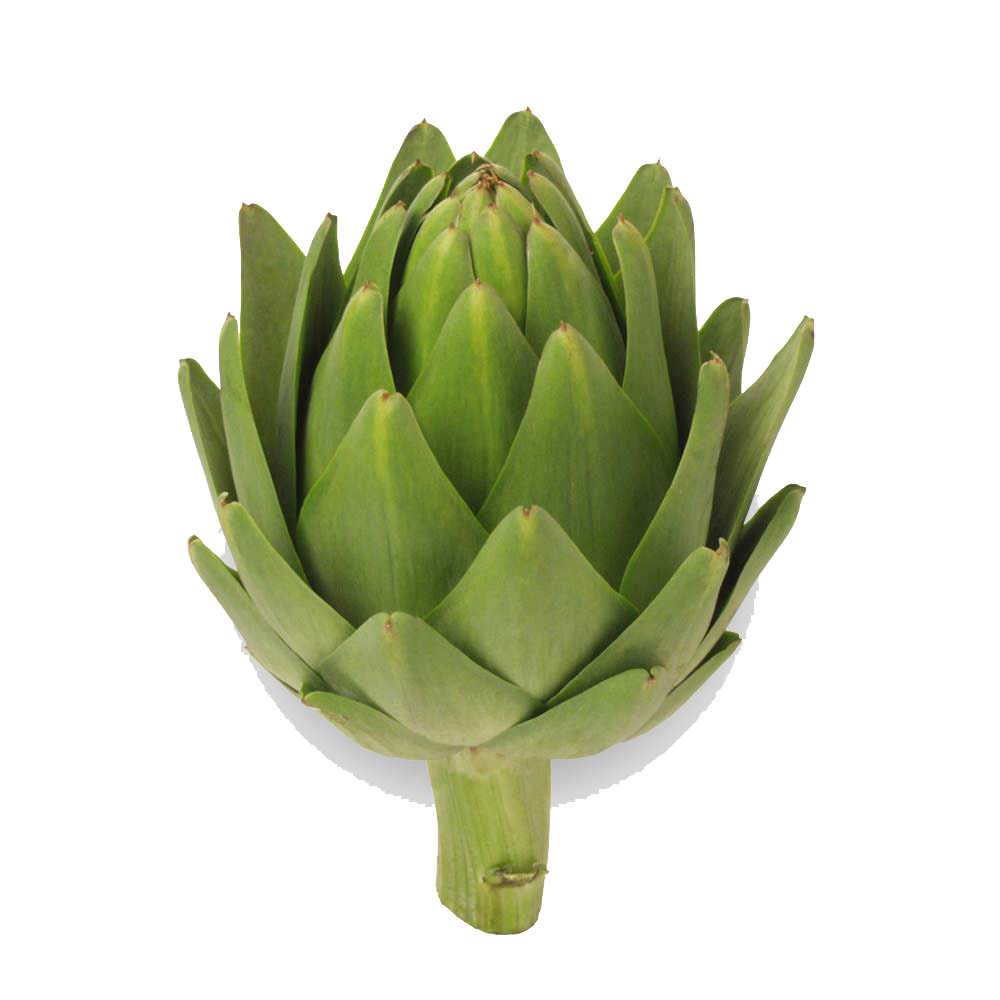 Artichokes Picture PNG Image