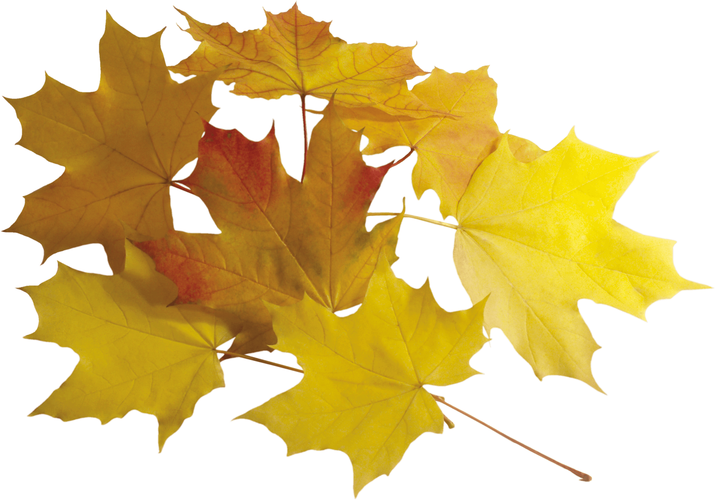 Autumn Png Leaves PNG Image