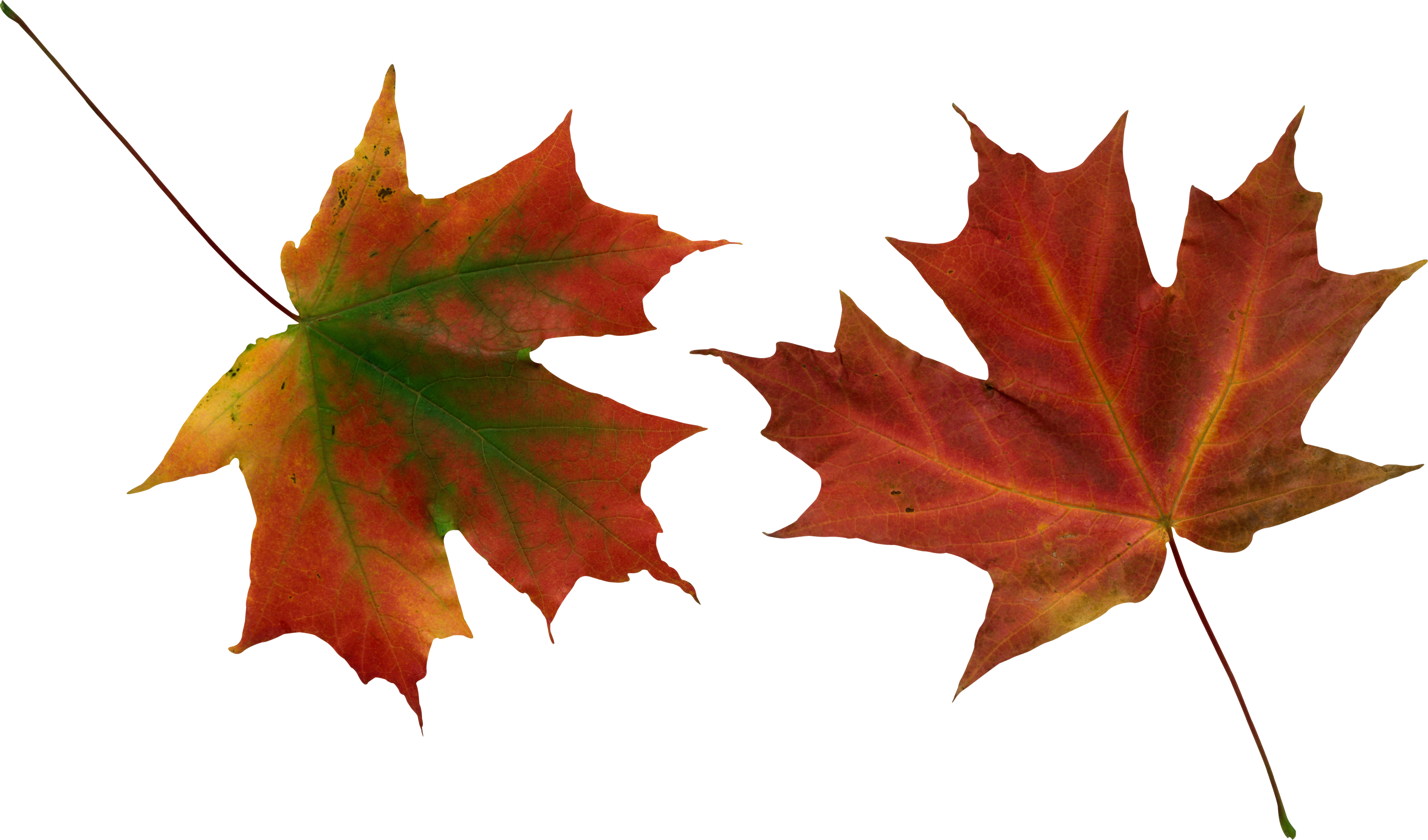 Autumn Vector Leaf HQ Image Free PNG Image