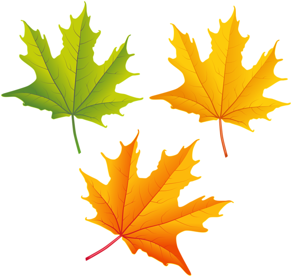 Autumn Photos Vector Leaf Free HD Image PNG Image