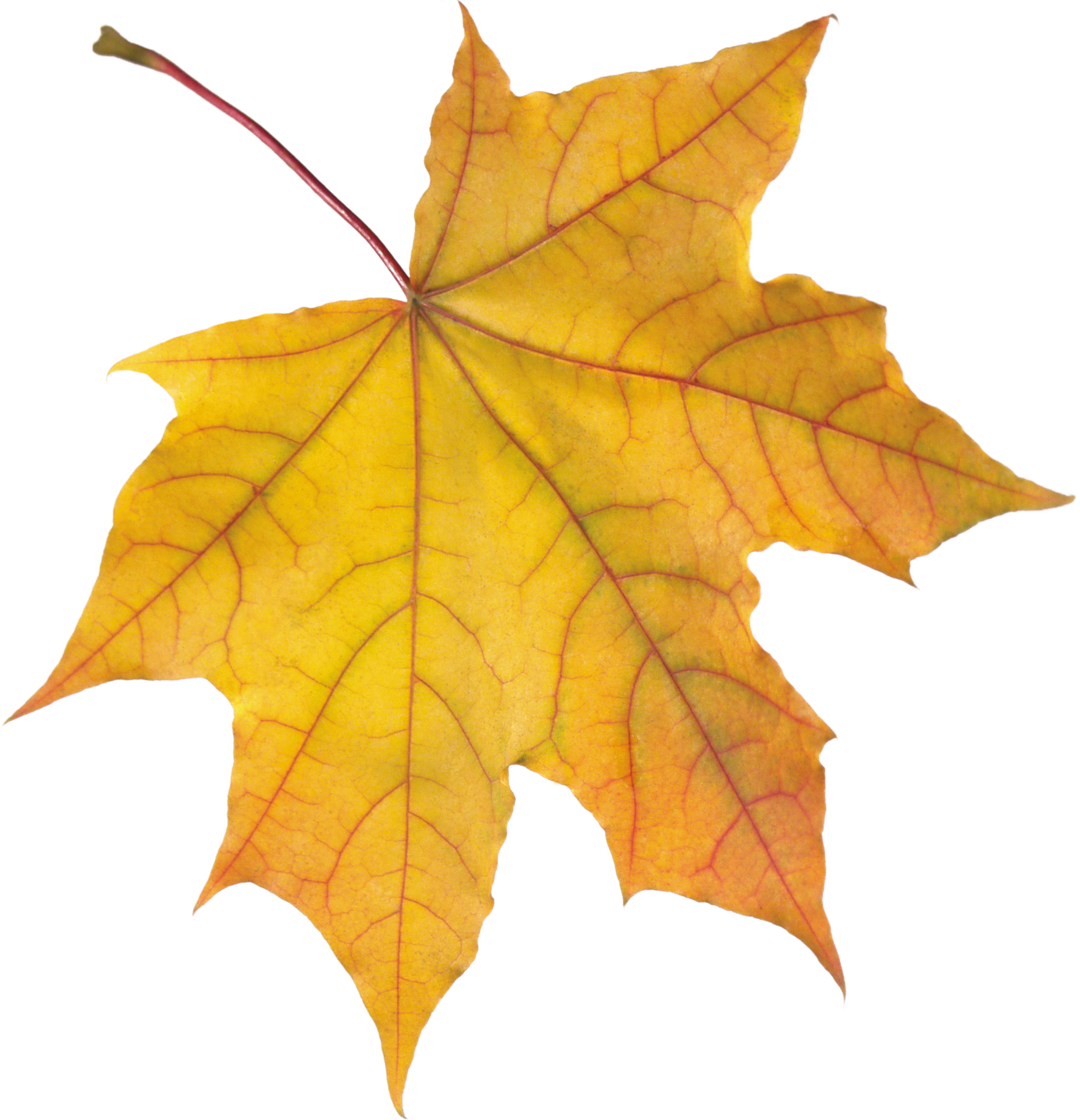 Autumn Golden Pic Leaf Free Transparent Image HD PNG Image