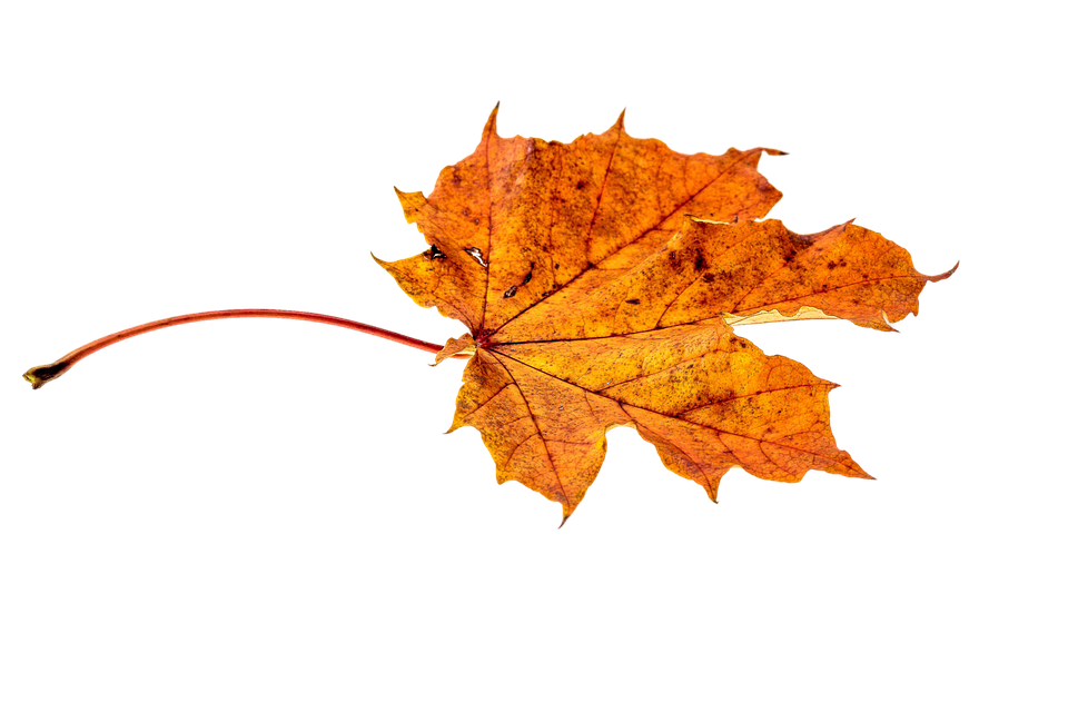 Autumn Golden Leaf PNG File HD PNG Image