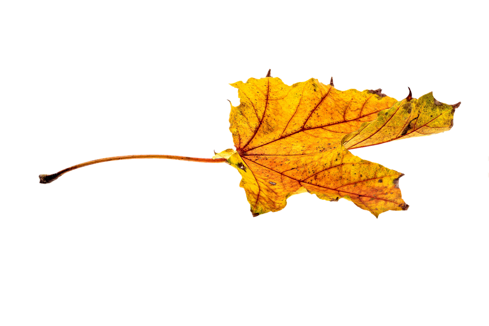 Autumn Golden Leaf Free HD Image PNG Image