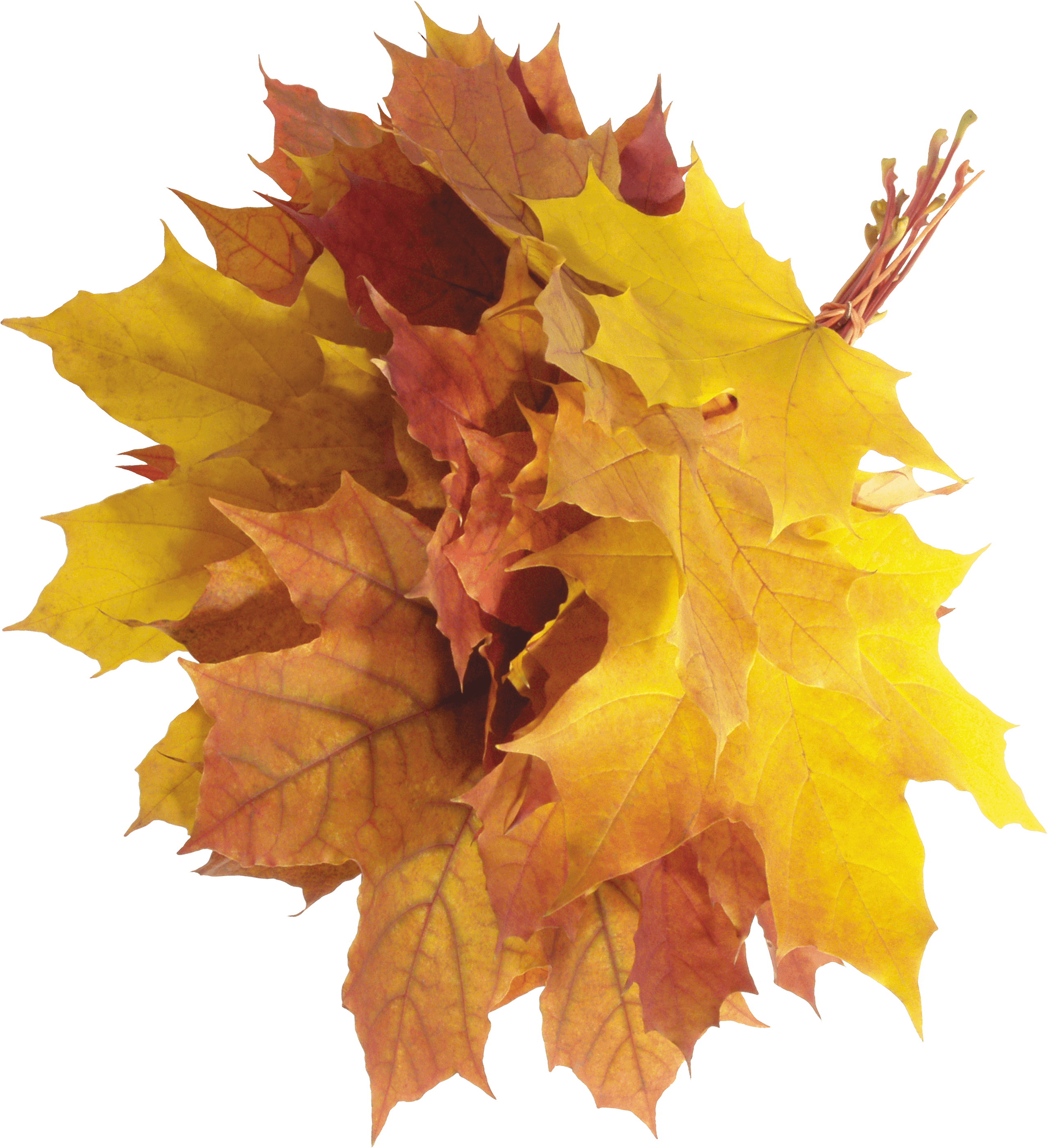 Autumn Png Leaves PNG Image