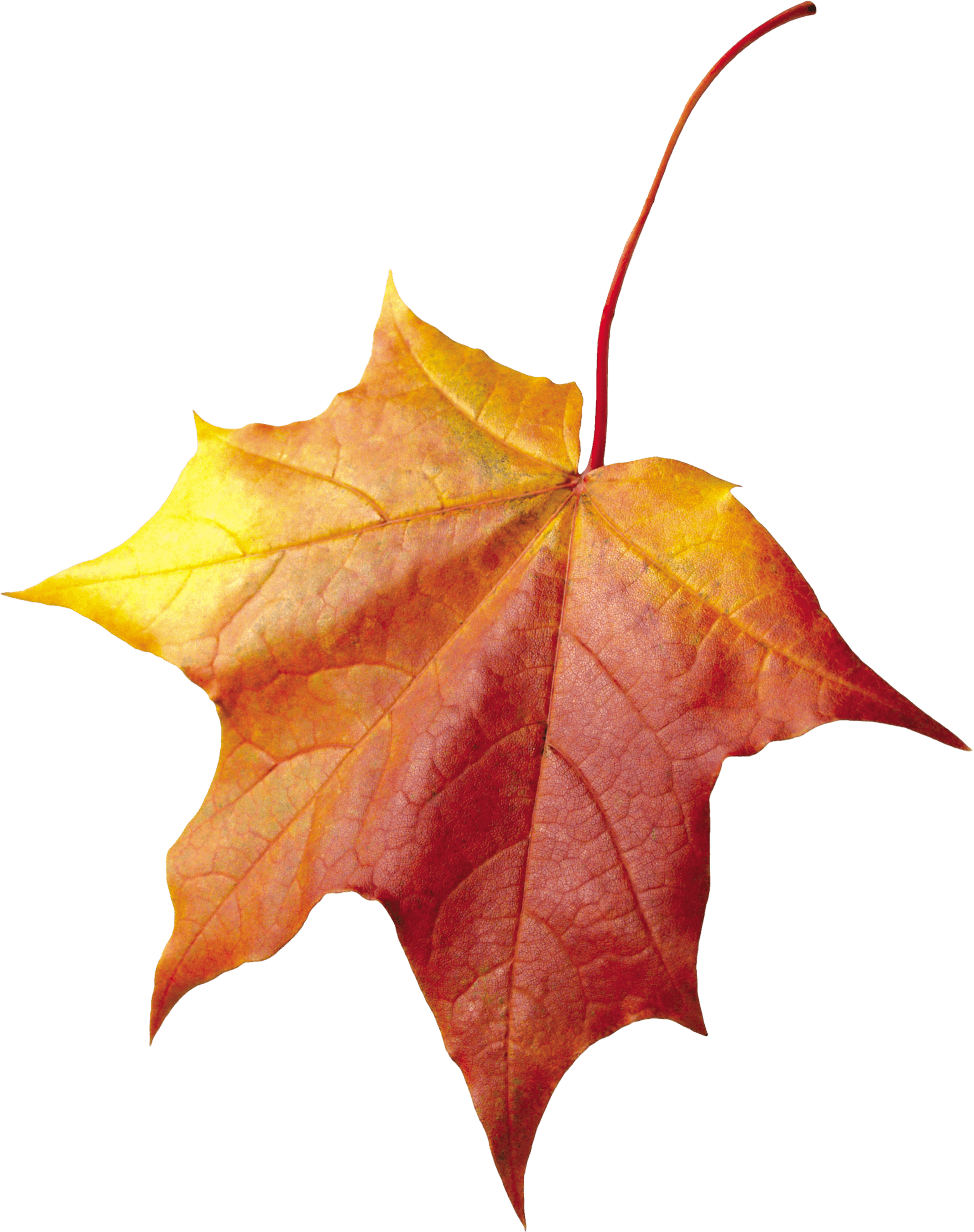 Autumn Png Leaf PNG Image