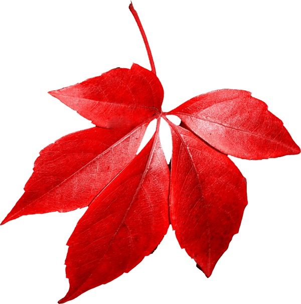 Red Autumn Png Leaf PNG Image