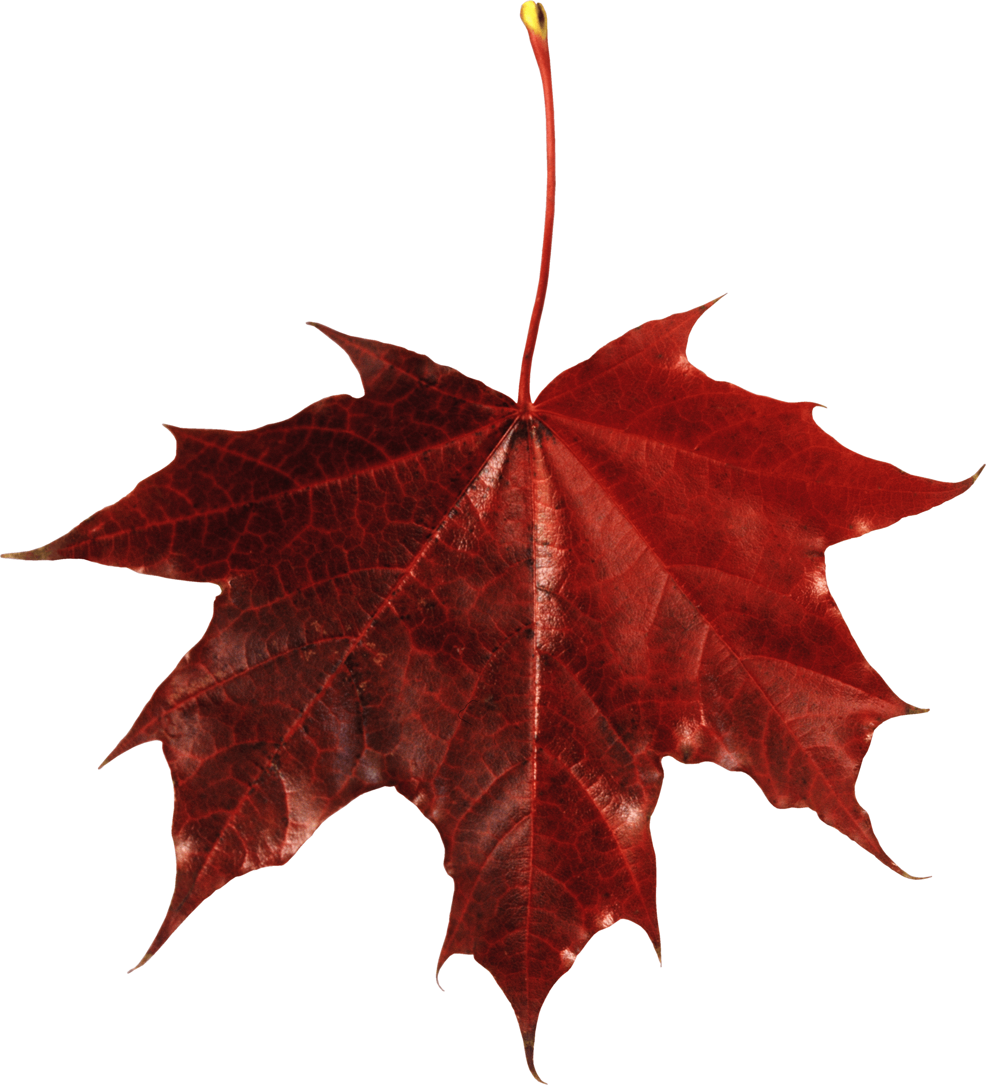 Autumn Png Leaf PNG Image