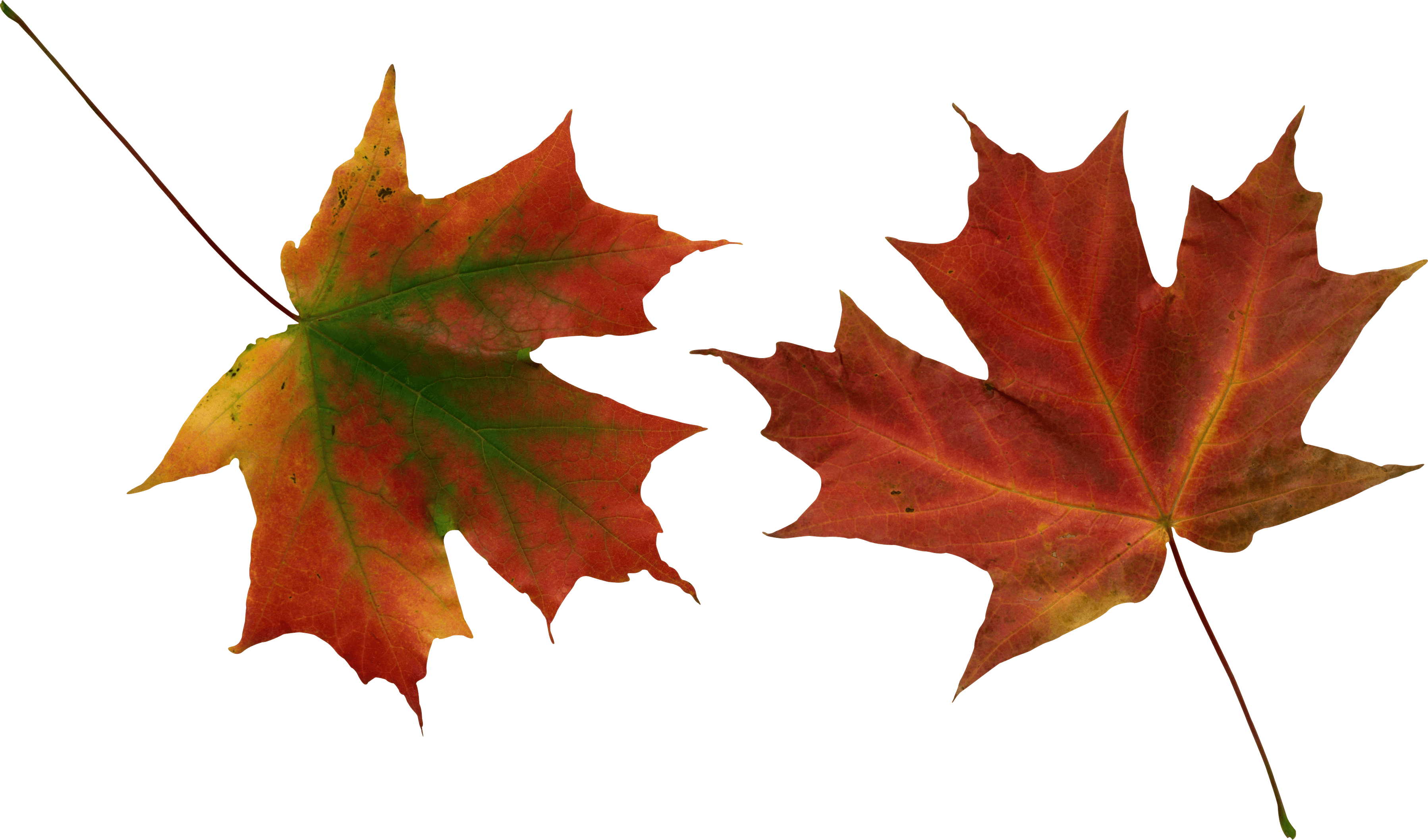 Autumn Png Leaf PNG Image