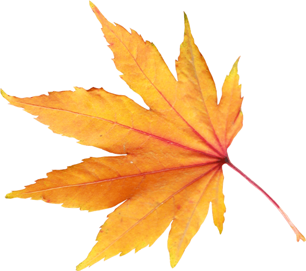 Autumn Png Leaf PNG Image