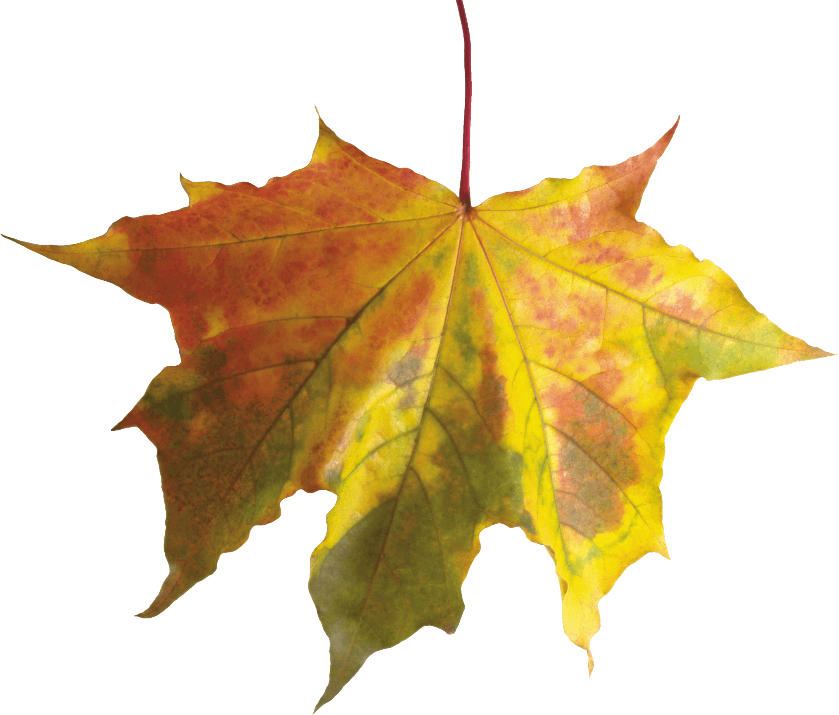 Autumn Png Leaf PNG Image