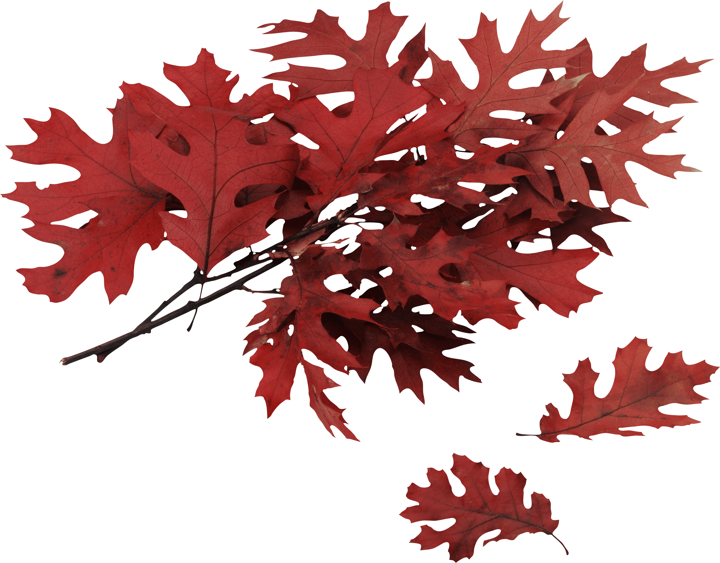 Autumn Png Leaf Transparent PNG Image