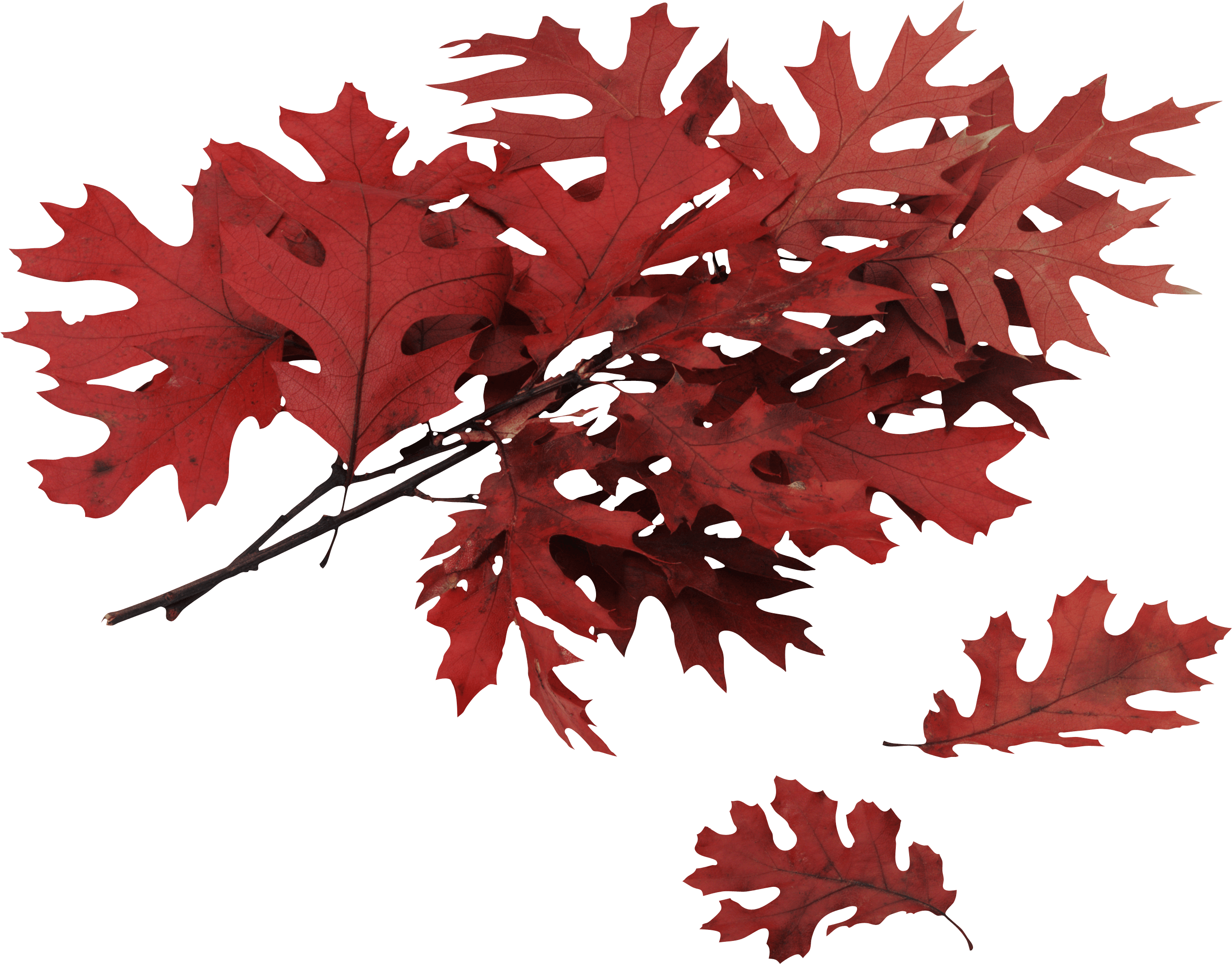 Autumn Png Leaf PNG Image