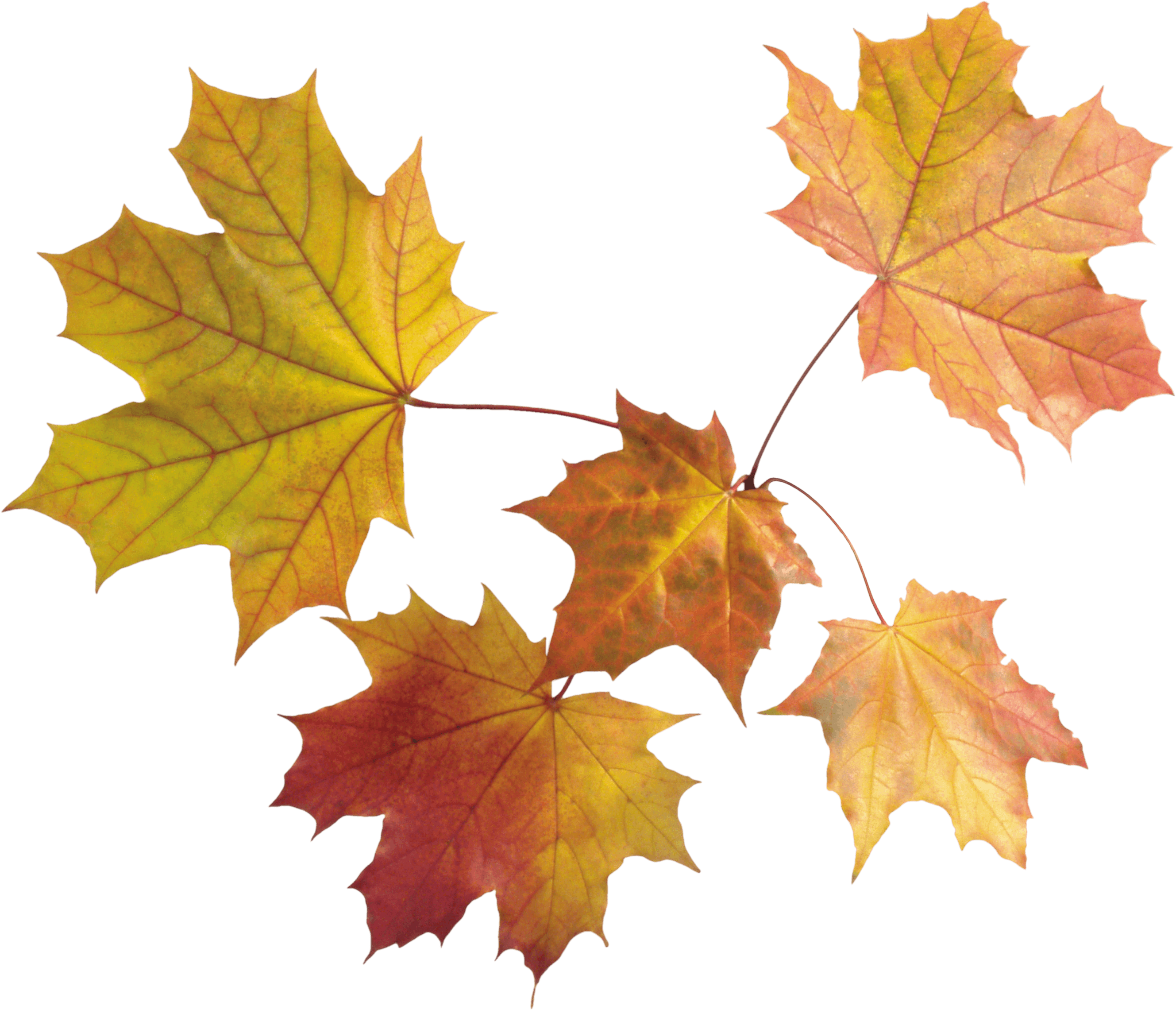 Autumn Png Leaves PNG Image