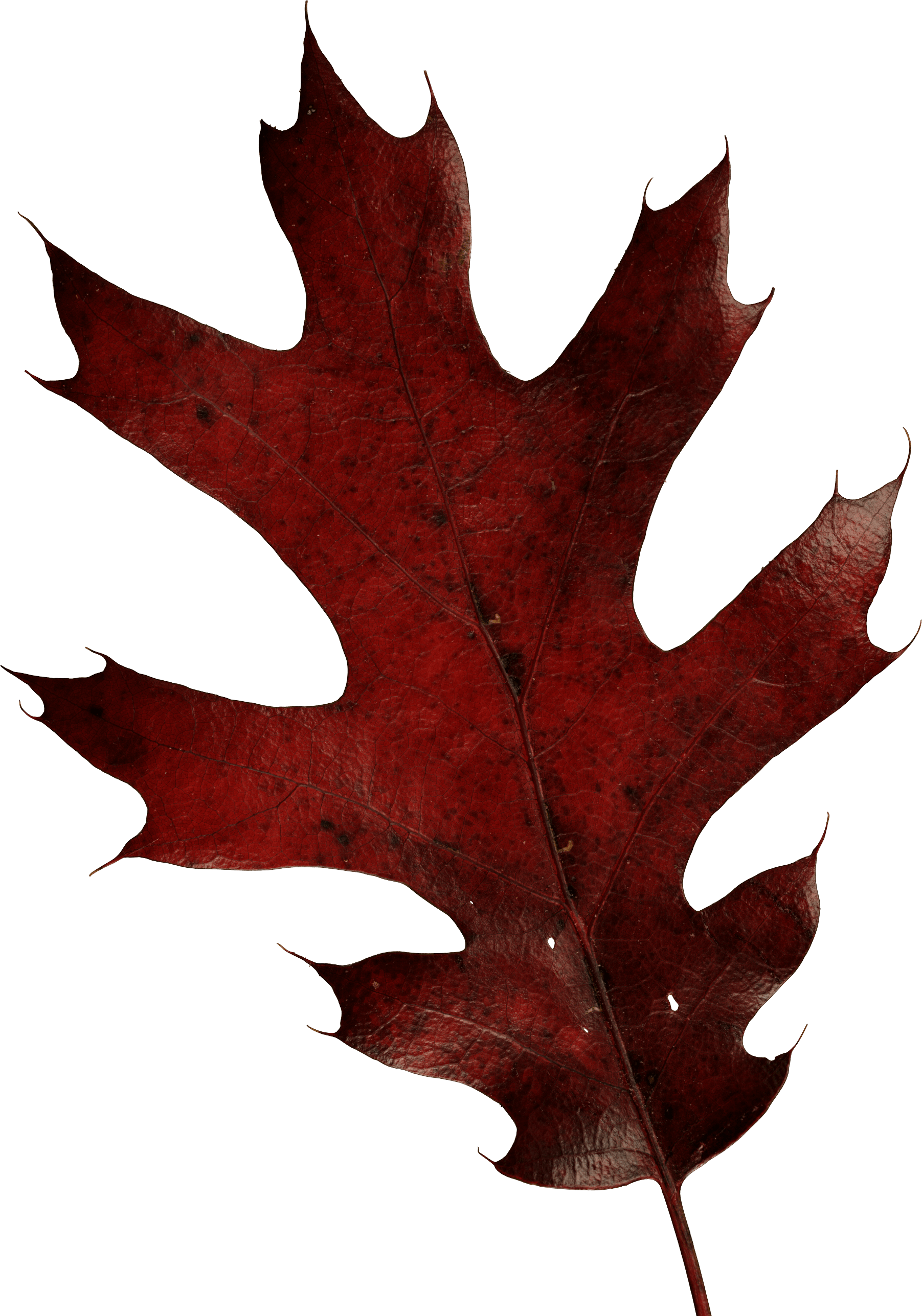 Autumn Png Leaf Transparent PNG Image