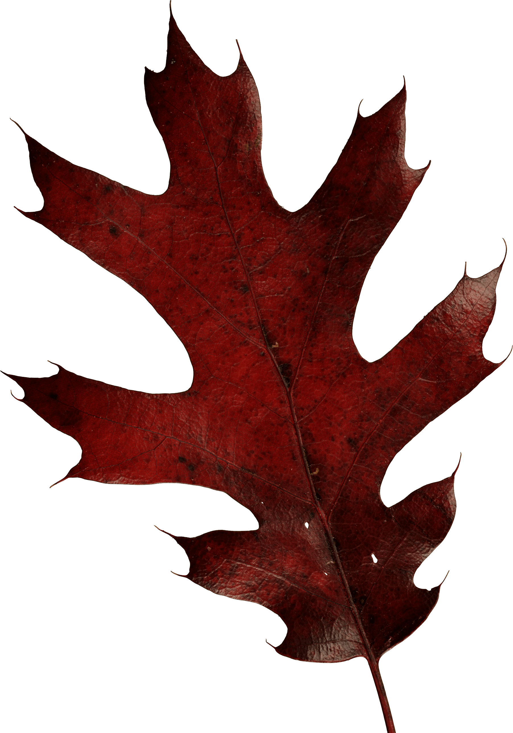 Autumn Png Leaf PNG Image