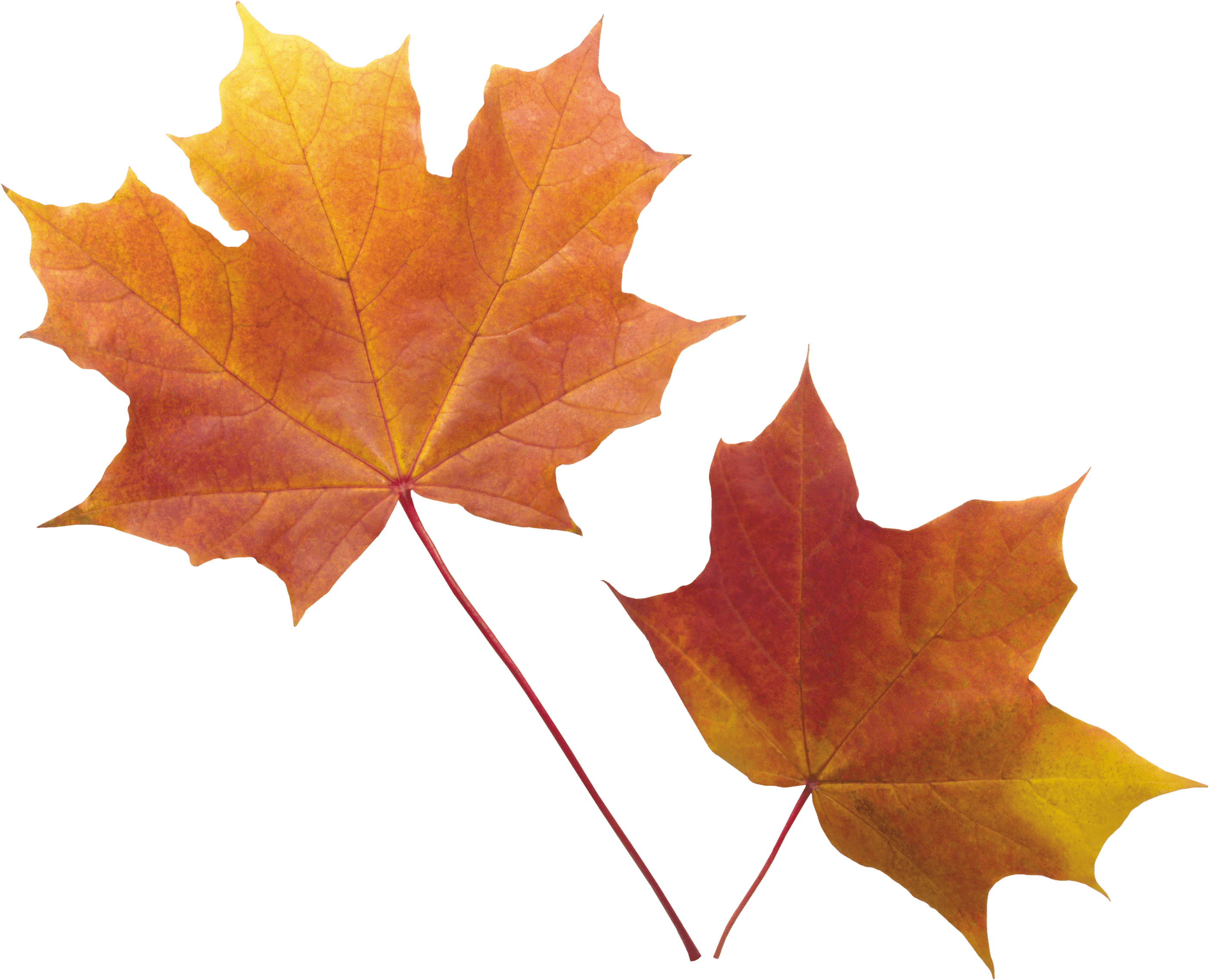 Autumn Png Leaf PNG Image