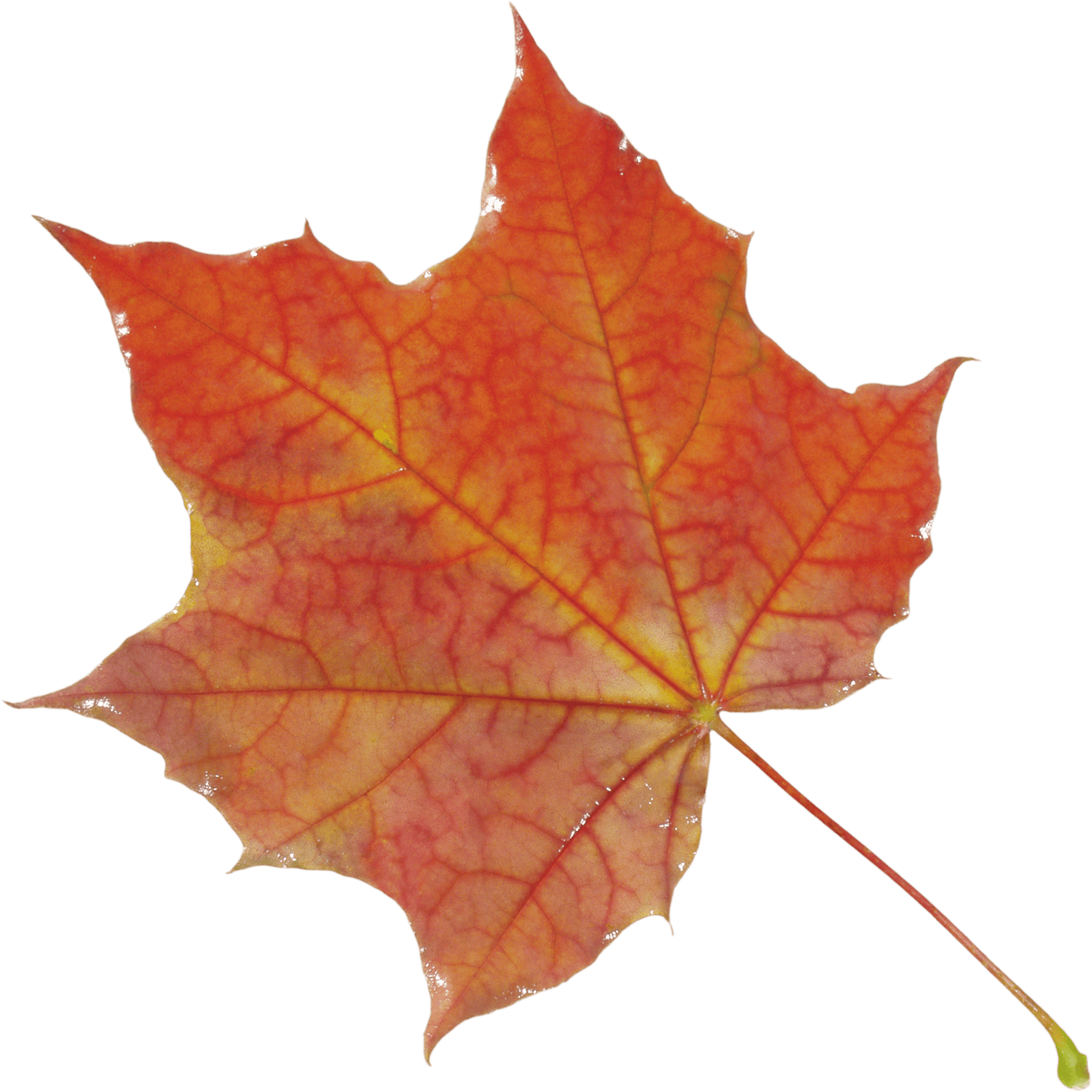 Autumn Png Leaf PNG Image