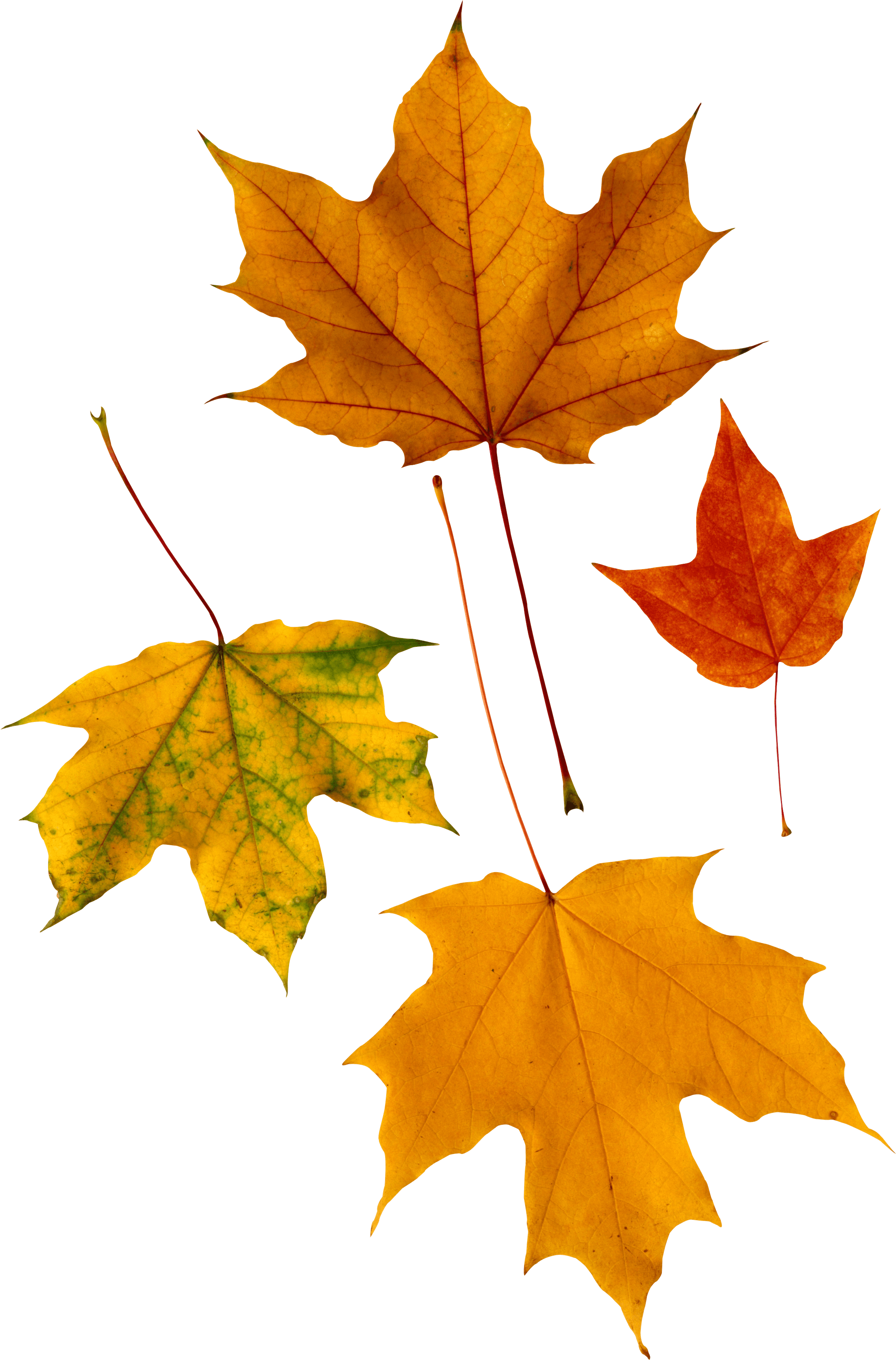 Autumn Png Leaf Transparent PNG Image