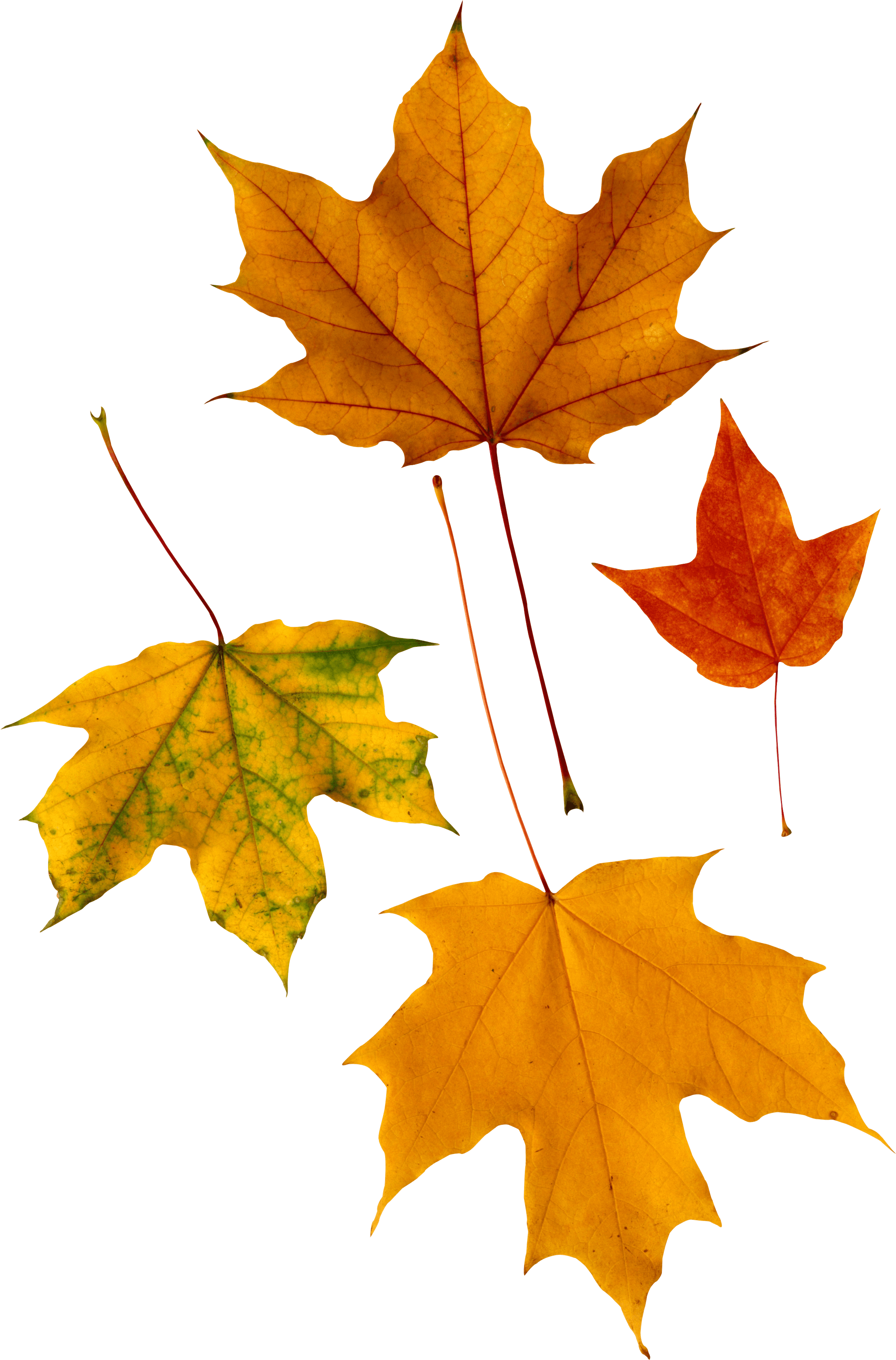 Autumn Png Leaf PNG Image