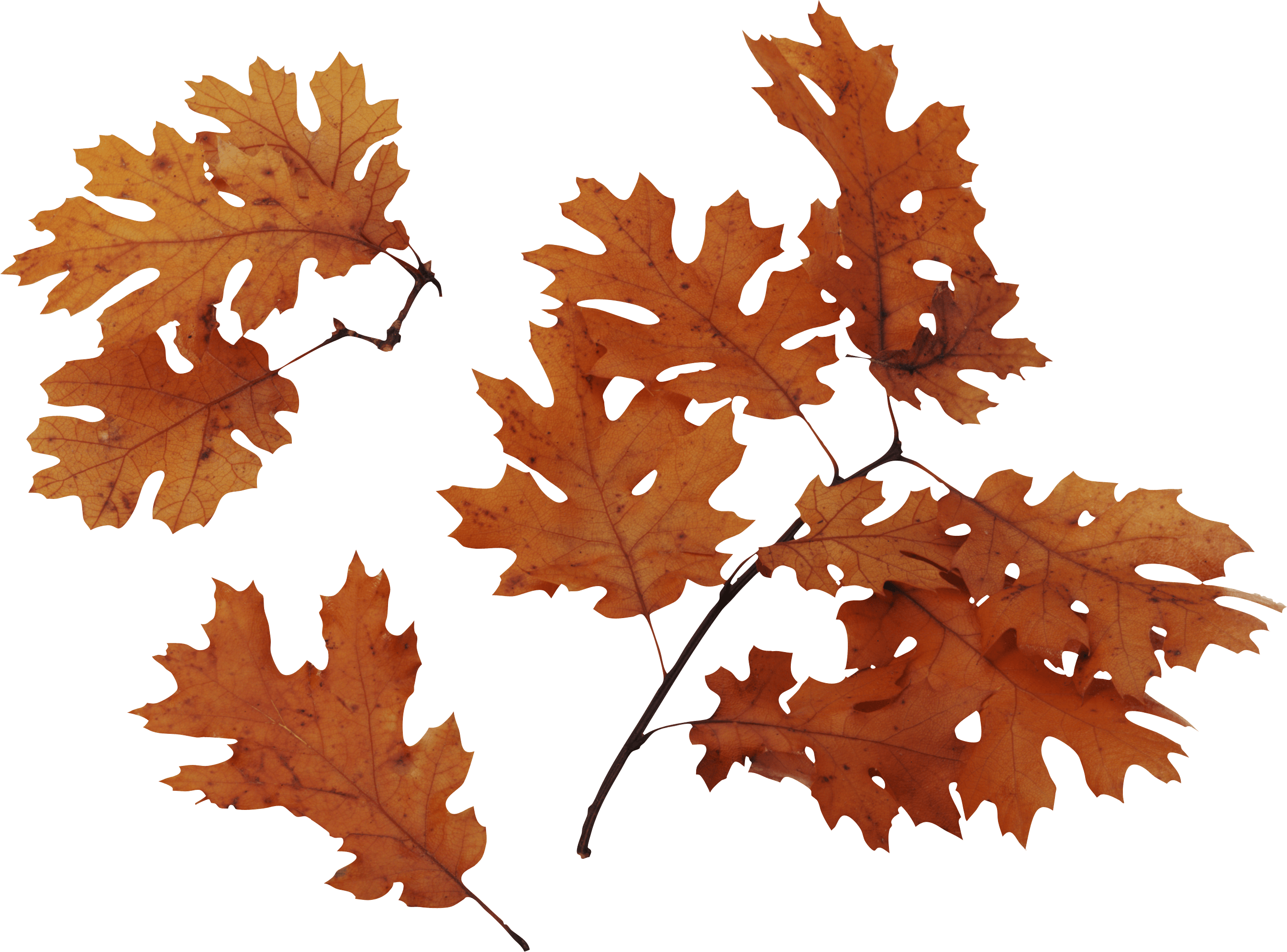 Autumn Png Leaves PNG Image