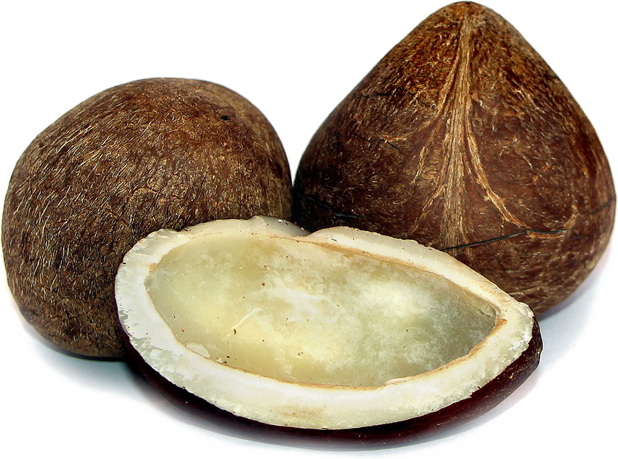 Half Coconut Photos Download HQ PNG PNG Image