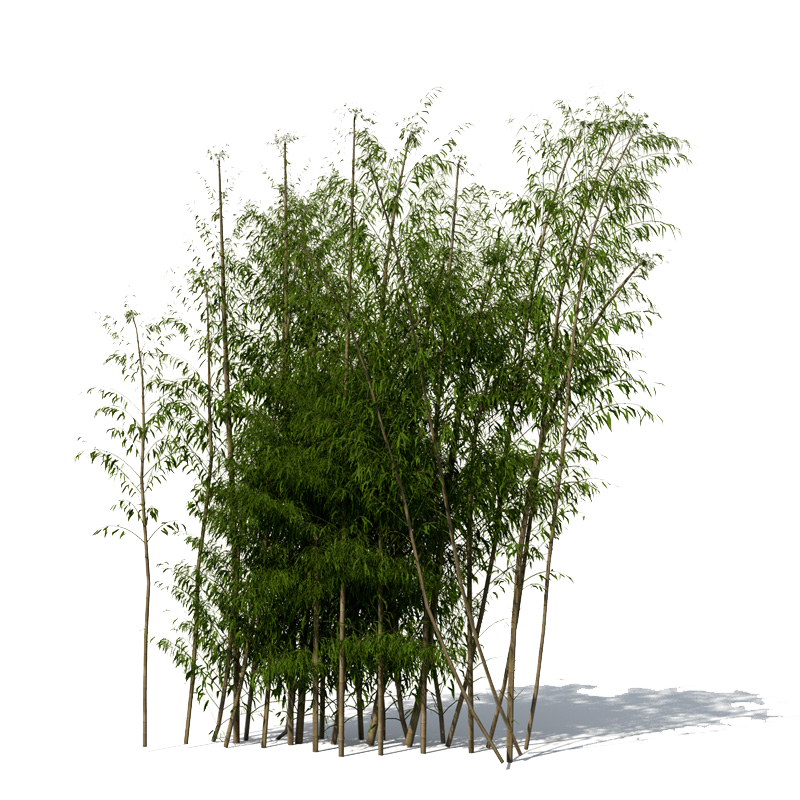 Bamboo File PNG Image