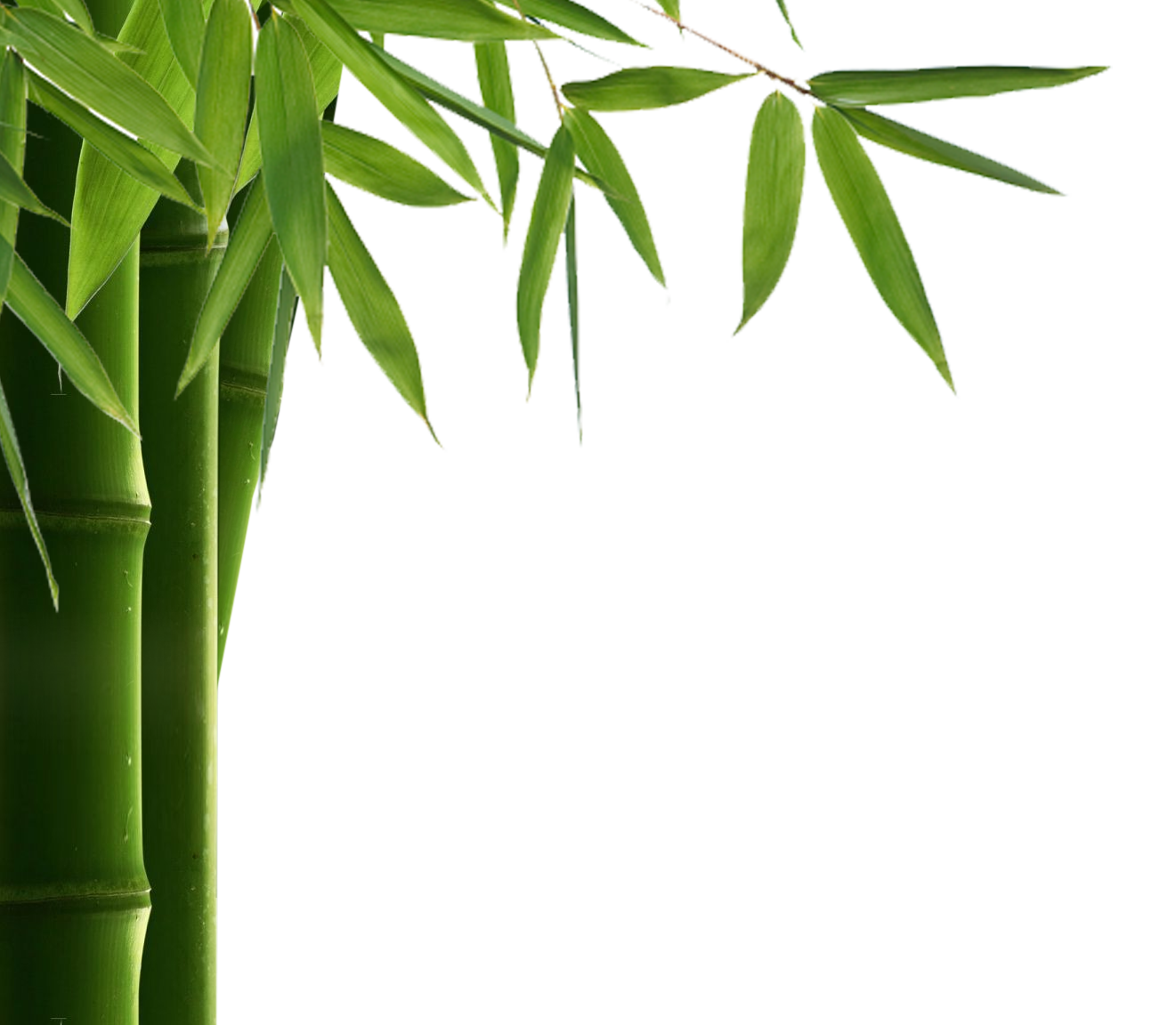 Bamboo Leaf Hd PNG Image