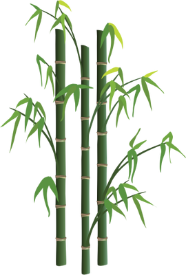 Bamboo Png Picture PNG Image