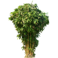 Download Bamboo Free PNG photo images and clipart | FreePNGImg