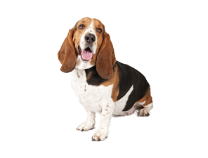 Basset Hound Png Clipart PNG Image