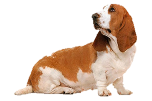 Basset Hound Png PNG Image