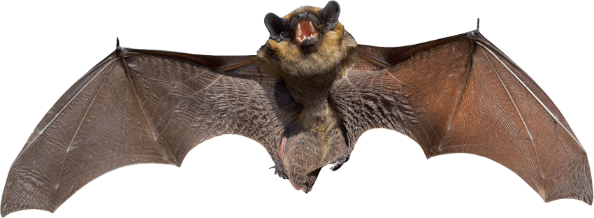 Big Bat PNG Free Photo PNG Image