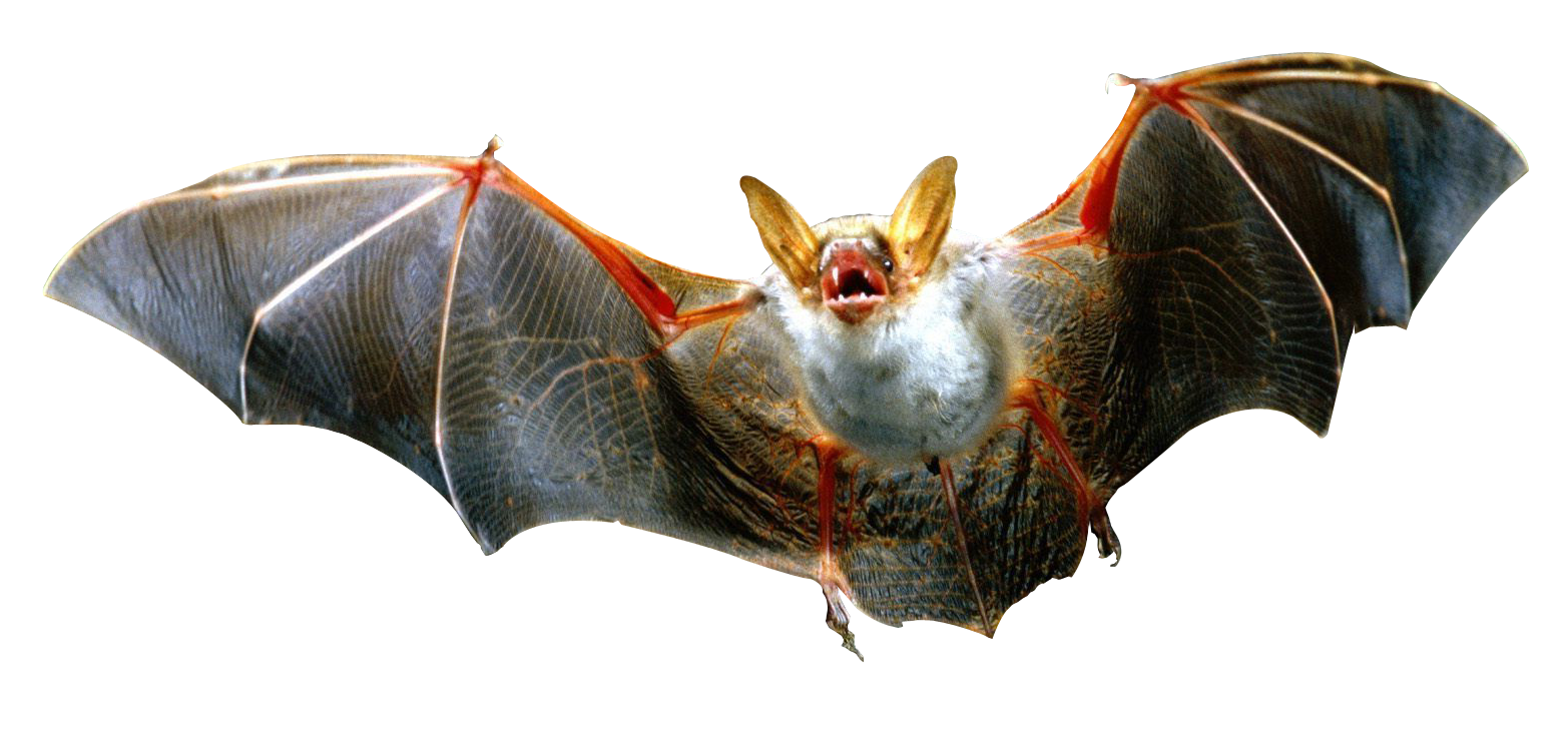 Bat Flying Free HD Image PNG Image