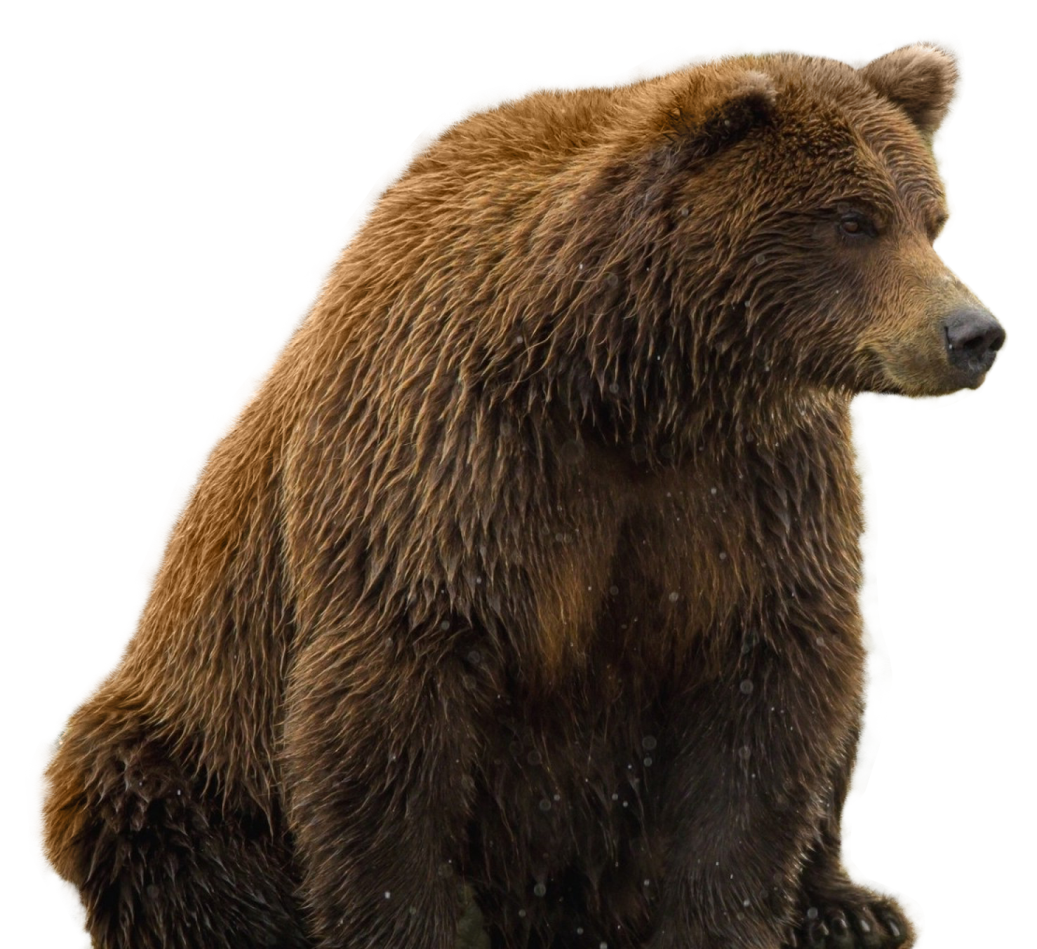 Bear PNG Free Photo PNG Image