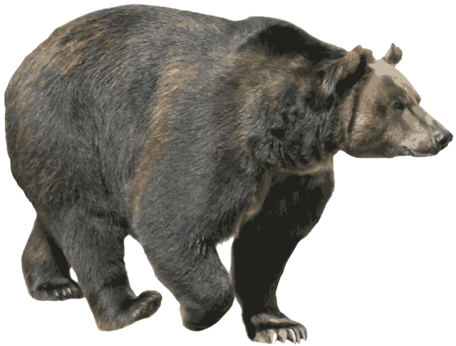 Walking Bear PNG Download Free PNG Image