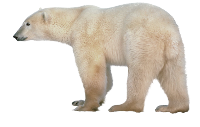 Snow Bear Free PNG HQ PNG Image