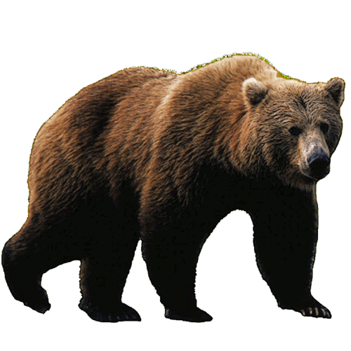 Walking Bear Free PNG HQ PNG Image