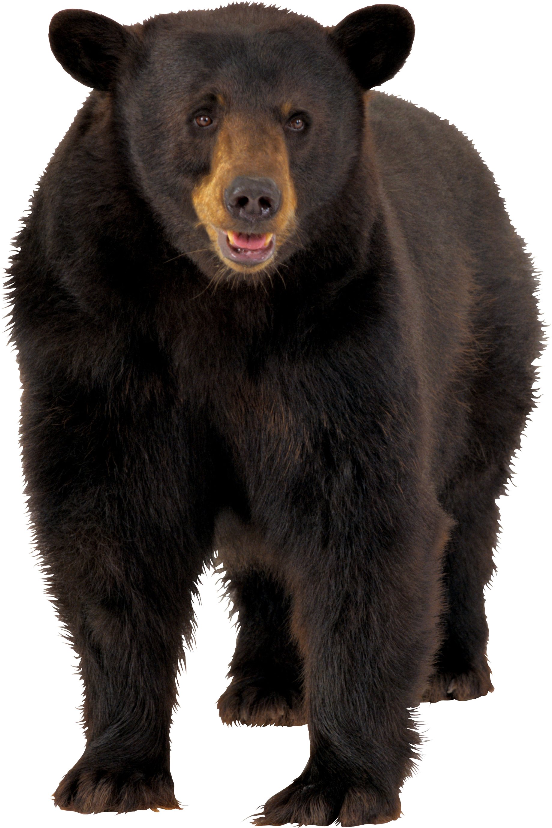 Real Front Bear View Free Download PNG HD PNG Image
