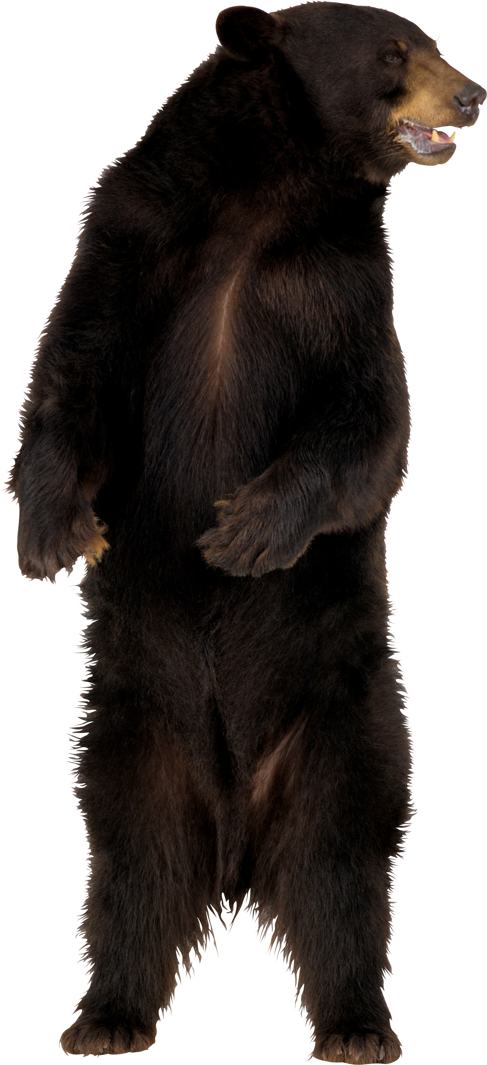 Standing Real Bear PNG Free Photo PNG Image