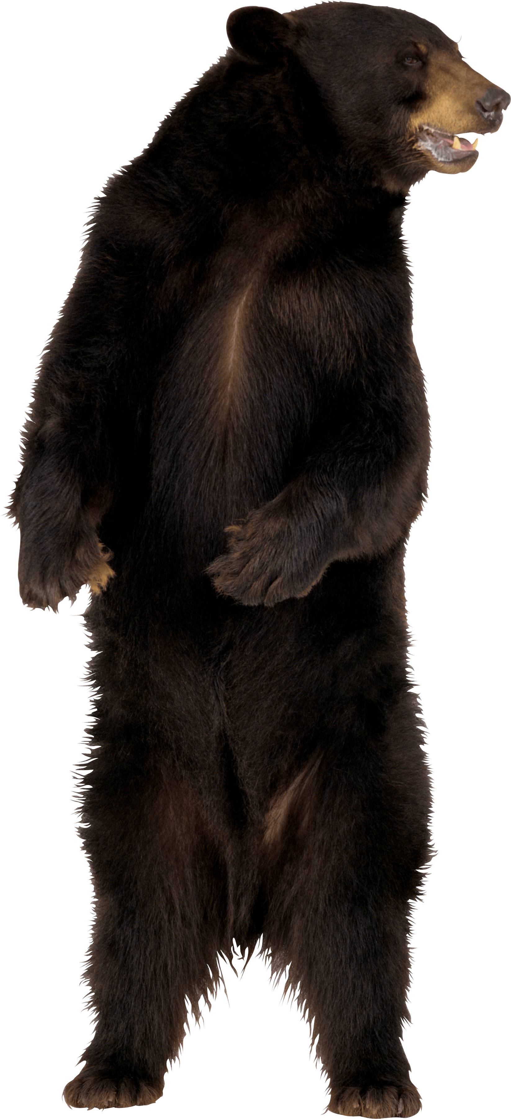 Brown Bear Png Image PNG Image