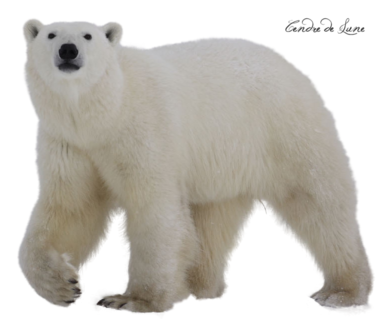 Bear Png 4 PNG Image