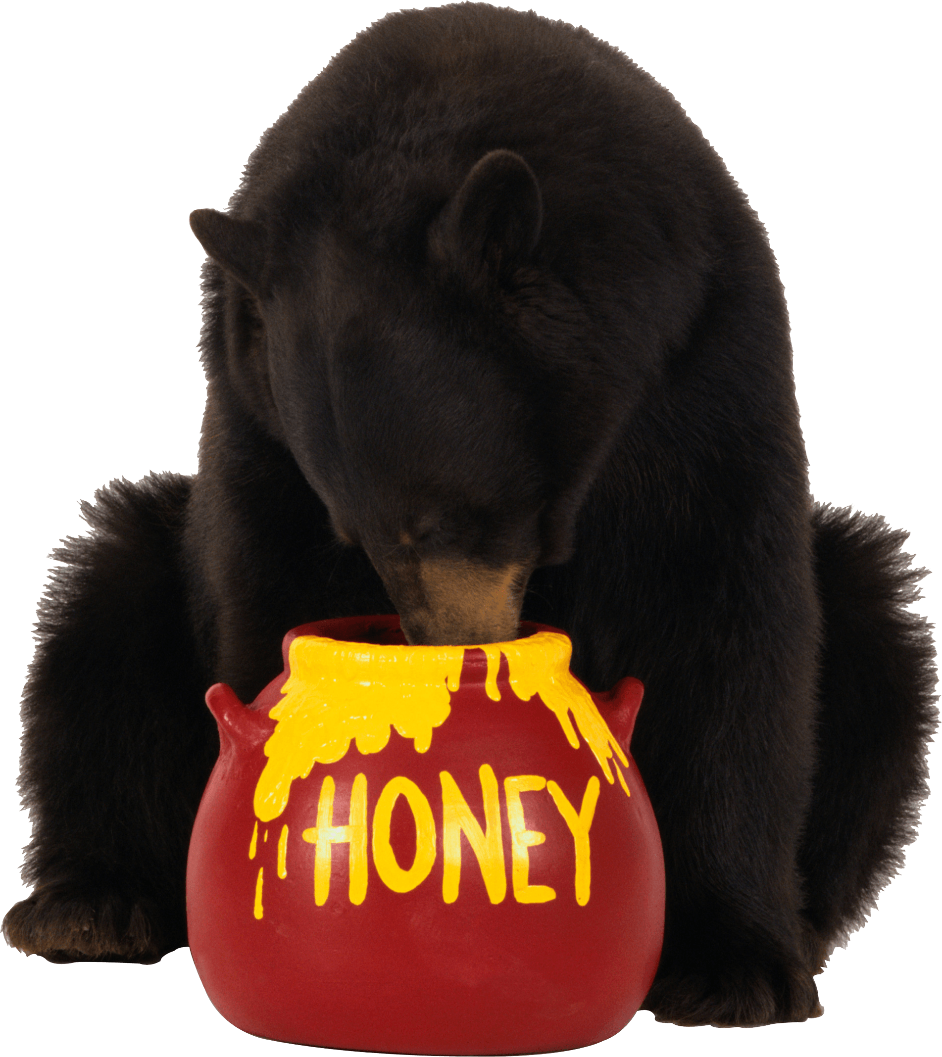 Brown Bear Eats Honey Png Image PNG Image
