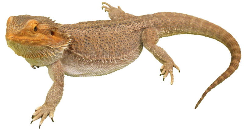 Bearded Dragon Photos PNG Image