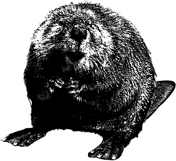 Beaver Clipart PNG Image
